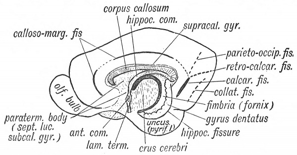 Fig. 115 The Anterior, Hippocampal and Callosal Commissures,