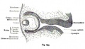 The lens has now cut off from the ectoderm, but is still very superficial. Between it and the lateral lamina of the optic cup, there is a considerable space. The eye stalk has become longer and is enclosed together with the optic cup and lens of the mesoderm. The cornea, sclera and choroid make gradual development.