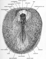 Fig. 21. Dorsal view ( X 14) of an entire chick embryo of 12 somites