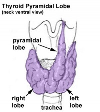 Thyroid Lobes