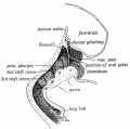 Fig. 22. Showing the Primitive Pharynx of a 3rd week embryo in sagittal section, bounded by the Visceral Arches. (After His.) .