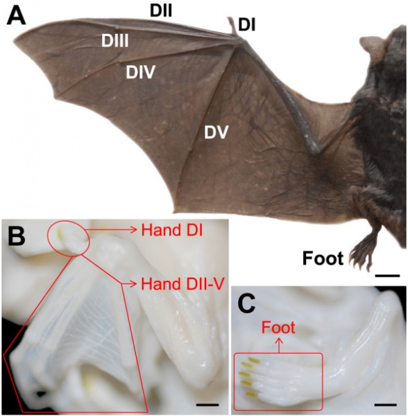 File:Bat - adult and fetal limbs.jpg