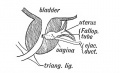 Fig. 91. A section of a Prostate showing an unusually developed Uterus Masculinus. (After Primrose.)