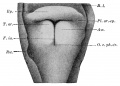 Fig. 338. Entrance of the larynx of an embryo of 30 mm
