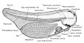 Reconstruction of the 5 mm tadpole in sagittal section