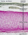 Hyaline cartilage VG