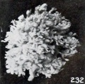 Fig. 232. A somewhat macerated young vesicle with quite uniformly distributed villi which are slightly abnormal in form and structure. No. 1878. (See Chapter XV.) X4.