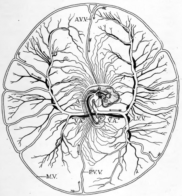 structure of arteries veins and. arteries and veins paired