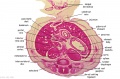 F1 Developing Human Spleen (stage 22)