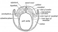 Fig. 69. Diagrammatic section of a Blastodermic Vesicle.