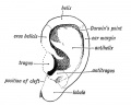 Fig. 38. Showing the part of the Adult Ear formed by each Tubercle.