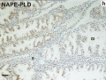 Immunohistochemical staining human endometrium for NAPE-PLD
