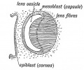 Fig. 144. The Formation of the Lens Fibres from the Epithelium on the posterior Wall of the Vesicle.