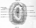 Fig. 11. Dorsal view of entire chick embryo of 18 hours incubation