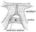 Fig. 112. The Constrictor Urethrae Muscle.