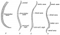 Fig. 48. Curves of the Spinal Column