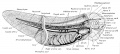 Reconstruction of the 7 mm frog larva showing the major organ systems from the right side