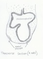Embryo at week 4