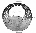 Fig. 29. From a sagittal section through blastula of frog.