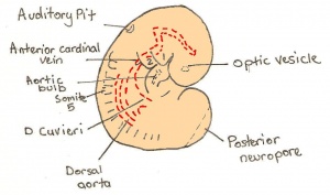 Day 9 Formation and closure of anterior neuropore.JPG
