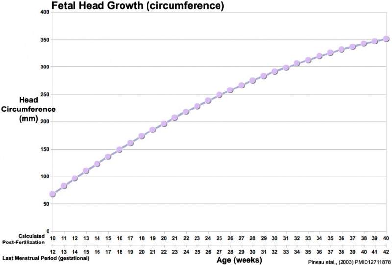 File:Fetal head growth circumference graph01.jpg