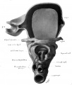 1911 Wax model of laryngeal region from below