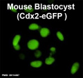Mouse Blastocyst Cdx2 icon.jpg