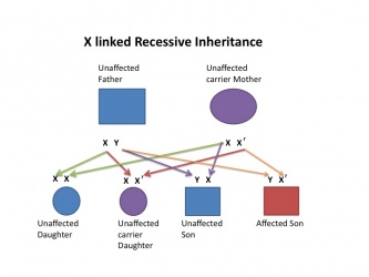X Linked Recessive Diagram.jpg