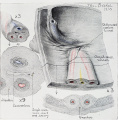Fig. 21 Embryo 12.0 cm