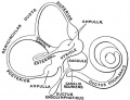 924 Inner Ear - The Membranous Labyrinth