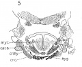 Fig 5 Frontal section of human Embryo no. 317(12.5 mm.) to show M. crico-thyreoideus and arytaenoid masses.
