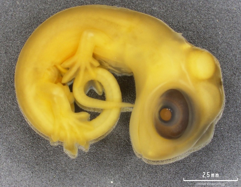 File:Lizard embryo 02.jpg