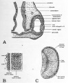 Fig. 45. Drawings to show structure of the eye of a four-day chick.