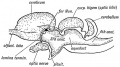Fig. 154. Mesial Section of the brain of a Lizard showing the resemblance to the human foetal brain (Fig. 153) especially in the development of the Corpora Bigemina.
