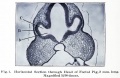Fig. 1. Horizontal Section through Head of Foetal Pig, 2 mm long