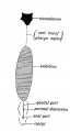 Fig. 228. The Median Ventral Line in an embryo of three weeks, to contrast with the Corresponding Line in the Adult.