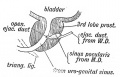 Fig. 90. A section of the Prostate showing the Hemnants of the lower ends of the Mttllerian Ducts in the male.