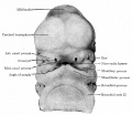 Fig. 97. Ventral view of head of 11.3 mm human embryo.