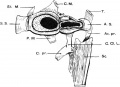 Human embryonic shoulder girdle (CRL 17mm)