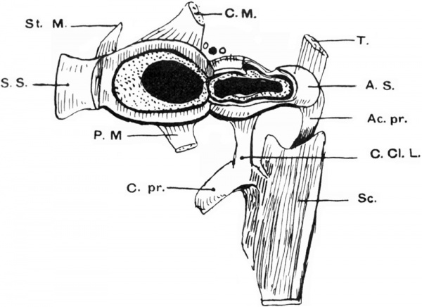 Human embryonic shoulder girdle 01.jpg