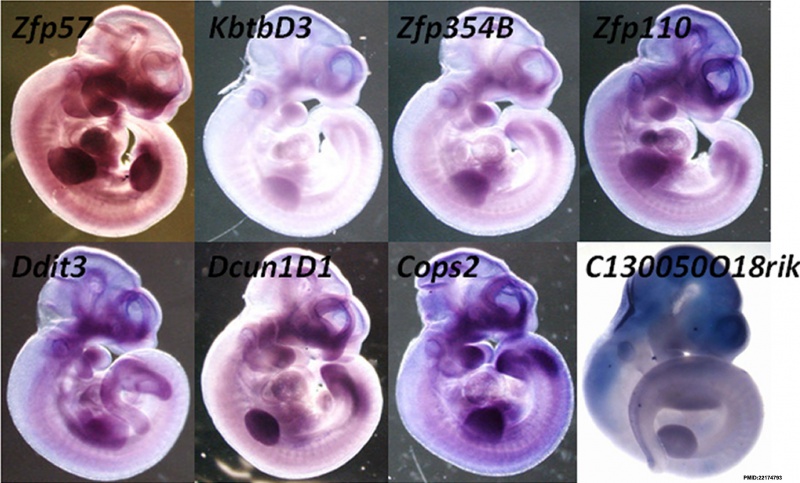 File:Mouse E12.5 gene expression.jpg