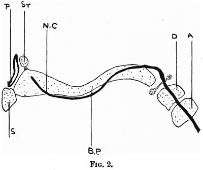 Fig. 2. reconstruction of four sections cut sagittally of a 21 mm. embryo