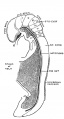 Fig. 73. Lateral View of the Central Nerve System of a Human Embryo of the 4th week