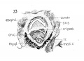 Fig. 23 Frontal section to show cricoid cartilage, M. cricoarytaenoideus posterior, and thyreoid gland.