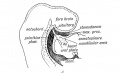 Sagittal Section showing the stomodaeum and position of the oral plate in the 3rd week