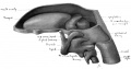 Fig. 38 Wax model of laryngeal region in human Embryo no. 22 (20 mm.). (drawn from the left side)