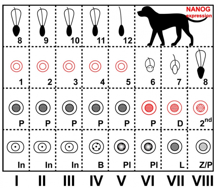 File:Dog- spermatozoa NANOG expression.jpg