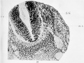 Fig. 16. Transverse section through the spinal part of the neural tube of a human embryo of four weeks. It shows the early condition of the roots of a spinal nerve. A diagrammatic representation of this is given in Fig. 2 in the text (p. 5).