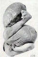 Fig. 228. A similar specimen. No. 1976. X0.47.