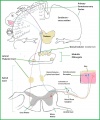 Somatosensory pathway involving Dorsal Column and Lateral Spinothalamic tracts